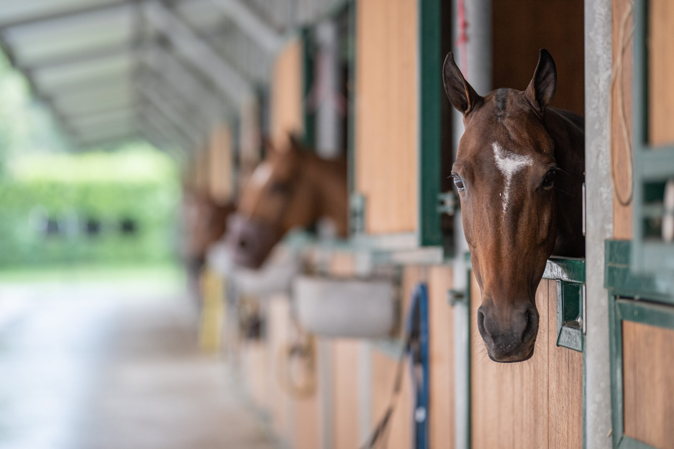 Establo - Wassenaar Horses Group